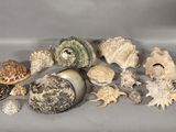 a lot of shells that are on the table
