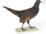 un oiseau posé sur un socle en marbre