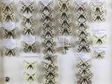 many different types of butterflies on display in a glass case