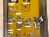many different types of butterflies displayed in a shadow box