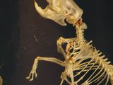 a skeleton of a bird with a long neck and long legs