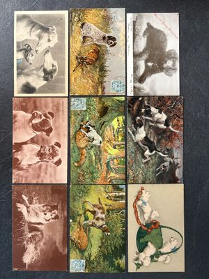 many different pictures of cats and dogs in this picture
