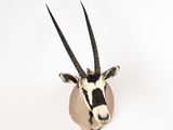 une tête d'antilope accrochée au mur d'une pièce blanche