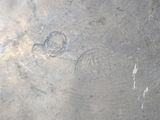 an image of a close up of a metal plate with a design on it