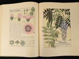 an open book with pictures of flowers and plants on it