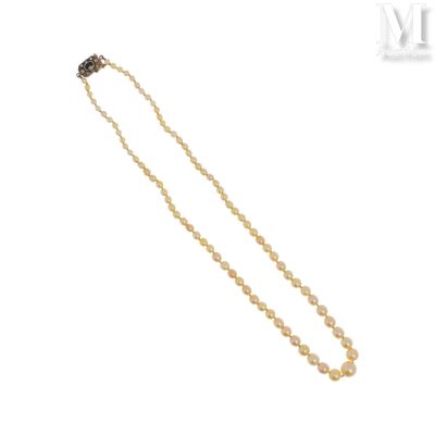 gros plan d'un collier de perles sur fond blanc