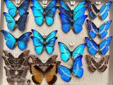 many blue butterflies that are in a shadow box