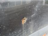 a bug that is sitting in the window of a car