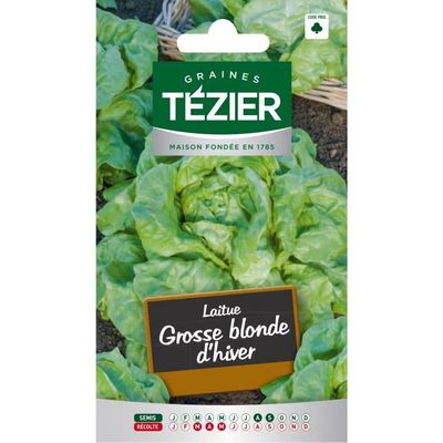 GRAINES TÉZIER - Laitue Grosse blonde d'hiver - Semences pot…