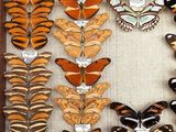 many different types of butterflies displayed in a display case