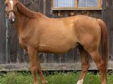 un cheval brun debout devant un bâtiment en bois