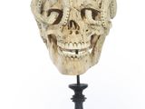 an image of a skull with a lizard on top of it ' s head