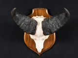 a bull ' s head mounted on a wooden plaque on a black background