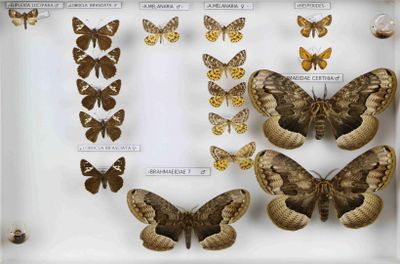 de nombreuses espèces différentes de papillons de nuit exposées dans une vitrine