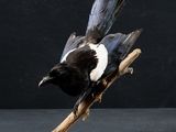 a black and white bird sitting on a branch