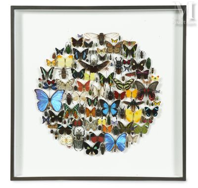 a framed picture of a group of butterflies in a circle