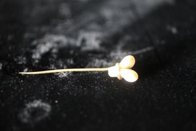 une petite fleur posée sur une surface noire