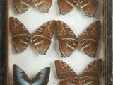six butterflies in a shadow box on a white surface