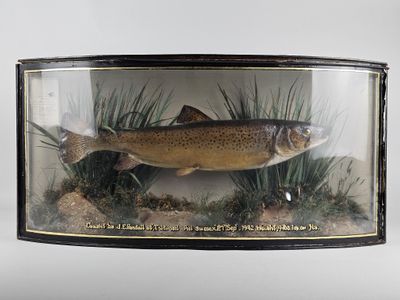 a picture of a fish in a glass case
