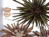 a picture of a display of sea urchins in a white box