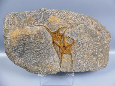 Fossiles de collection. Duo d’étoiles de mer de type ophiure… - Photo 1