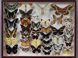 de nombreux types de papillons différents présentés dans une boîte d'ombrage