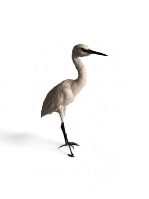 un oiseau posé sur une surface blanche