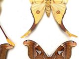 three moths in a white box on a white surface