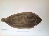 a picture of a flounder fish on a table