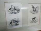 two framed pictures of birds on display in a glass case