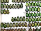 many green beetles on display in a display case