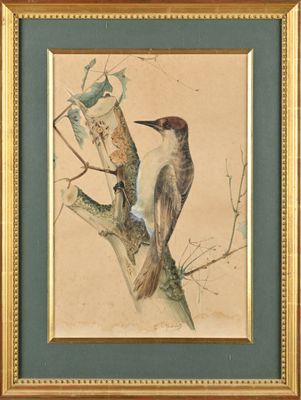 tableau représentant un pic perché sur une branche d'arbre, avec un autre oiseau perché sur cette même branche