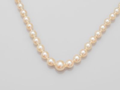 a single strand of pearl necklace on a white background