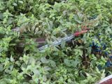 a pair of scissors that are in the bushes