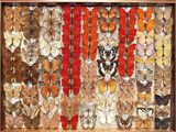 many different types of butterflies in a shadow box