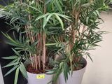 two potted plants that are sitting on the floor