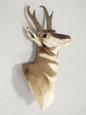 une tête de cerf fixée au mur d'une pièce
