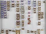 many different types of butterflies on display in a display case