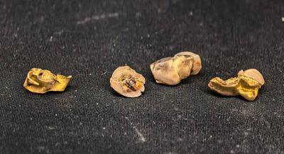trois pièces d'or posées sur une surface noire