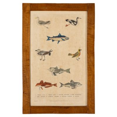 a framed picture of a group of fish in various colors