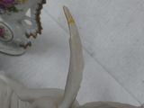 a white bird that is sitting on a table
