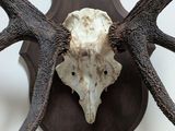 a deer skull mounted on a wall with antlers