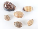 de nombreux coquillages posés sur une surface blanche