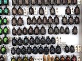 many beetles on display in a display case