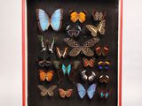 une photo représentant un arrangement de papillons dans un cadre rouge