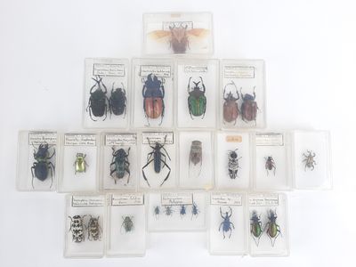 a lot of bugs that are in a display case