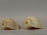 two shells that are sitting on a table