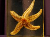 a yellow starfish in a glass container on a table