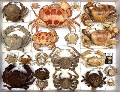 many different types of crabs displayed in a box