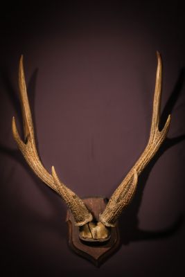une antilope empaillée accrochée au mur d'une pièce sombre